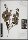 Foto von Salix atrocinerea Brot. x Salix aurita L.